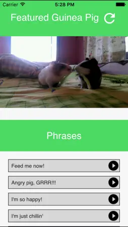 Guinea Pig Communicator screenshot 1