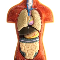 Human Body Details Apple Watch App