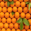 Free Give Me Orange