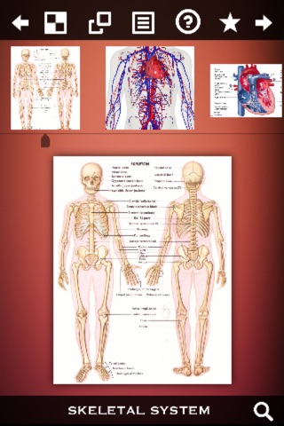 Human Body Guide screenshot 3