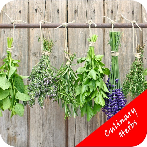 Best Culinary Herbs - Grow Basil