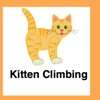Kitten Climbing