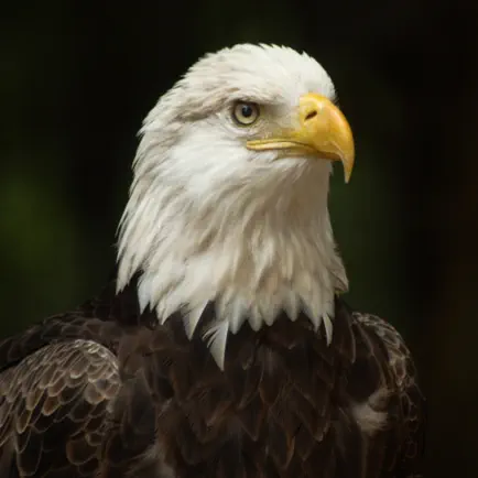 Bald Eagle Wallpapers Читы
