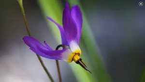 Rockies AlpineFlower Finder – a field guide to identify the wildflowers of the Rocky Mountains screenshot #5 for iPhone