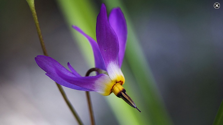 Rockies AlpineFlower Finder – a field guide to identify the wildflowers of the Rocky Mountains screenshot-4