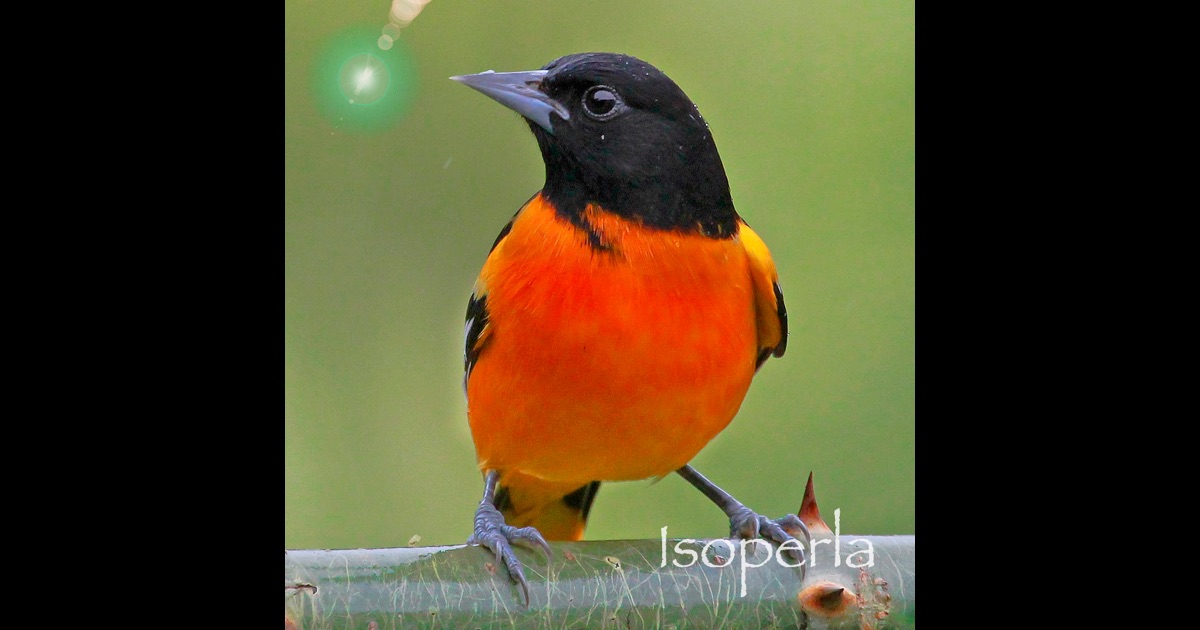 North American Backyard Birds