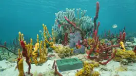 Game screenshot Underwater Treasure Escape mod apk