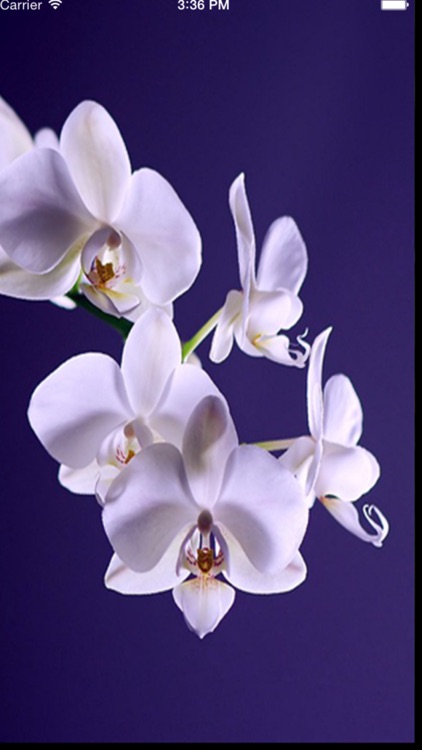 Morning Ringtones Free