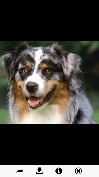 Dog Breeds HD Wallpapers screenshot-4