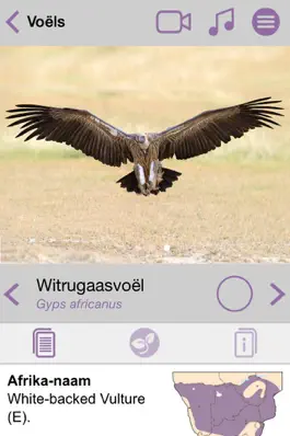 Game screenshot Sasol Algemene Voëls vir Beginners (Lite): Blitsfeite, foto's en video's van 46 Suider-Afrikaanse voëls hack