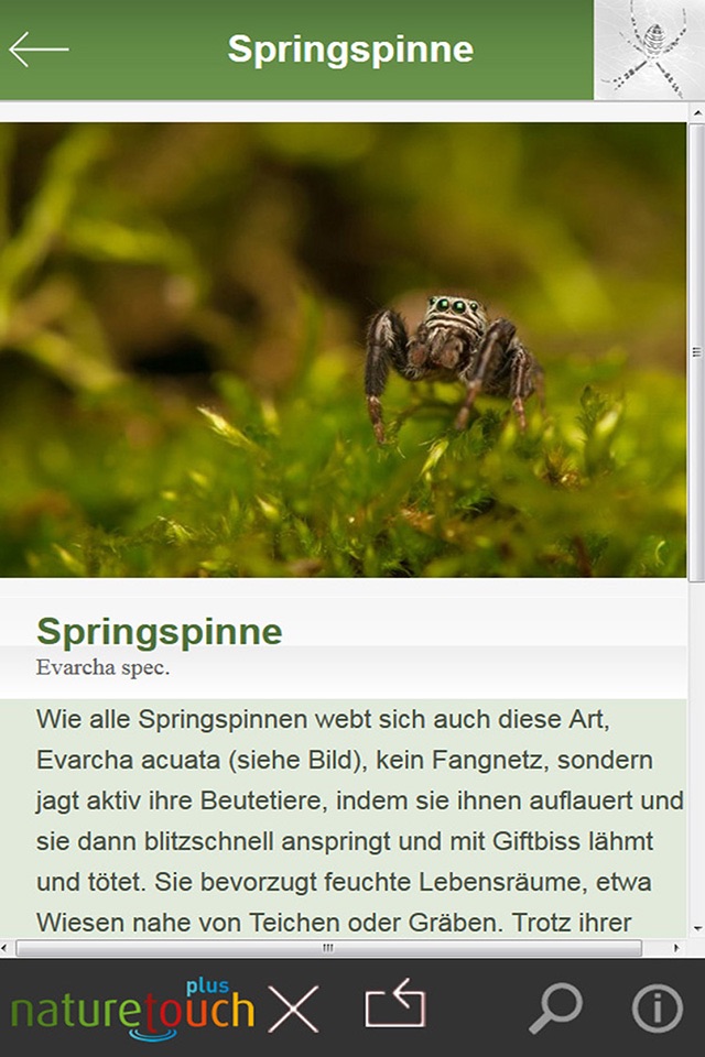 Spinnen und Spinnentiere bestimmen screenshot 4