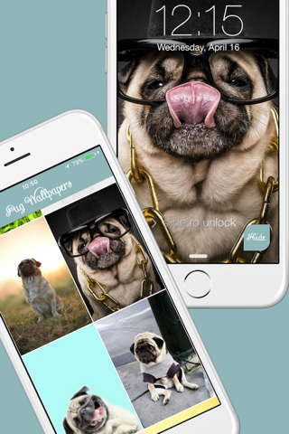 Pug Life HD - PawPapers screenshot 2