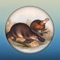 Explore and identify the unique and diverse fauna of New South Wales with our new app