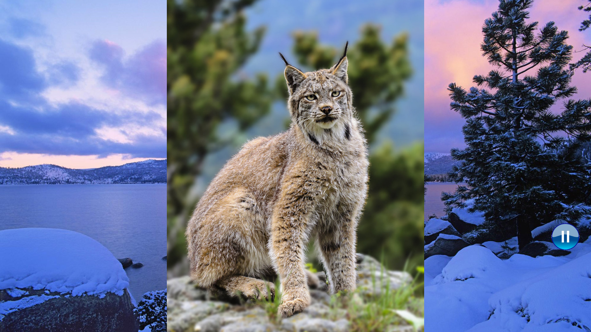 Animals North