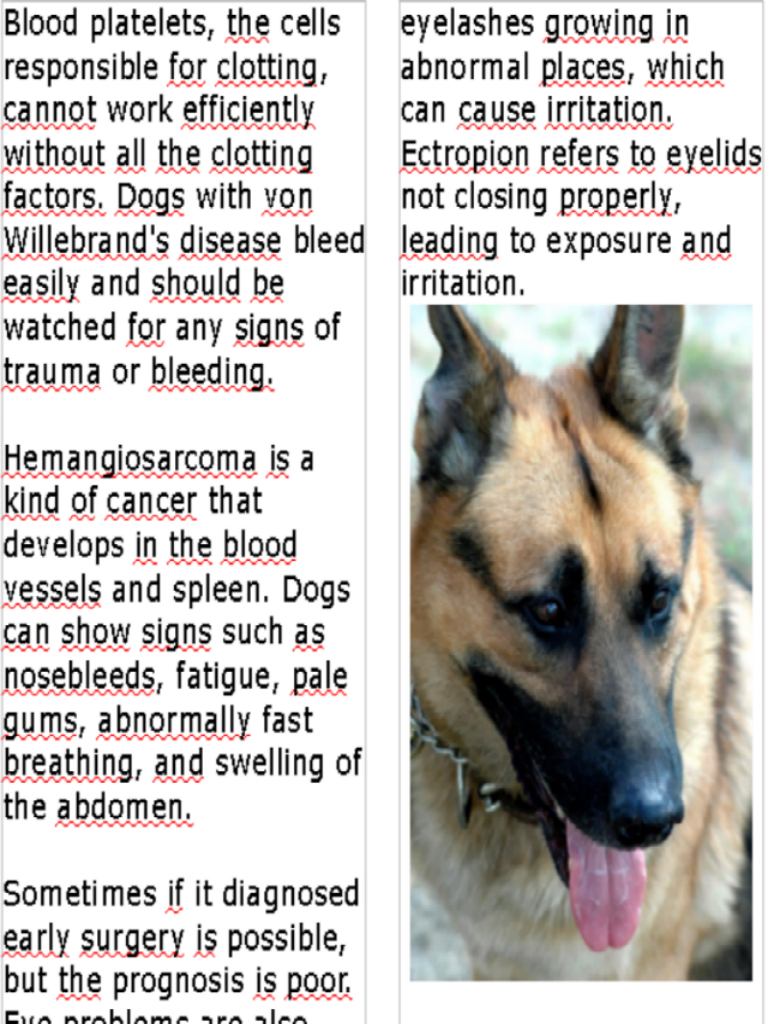 Shepherd's:German Shepherd Magazine screenshot 8