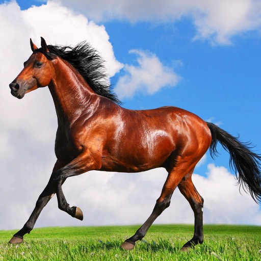 Horse & Pony Encyclopedia icon