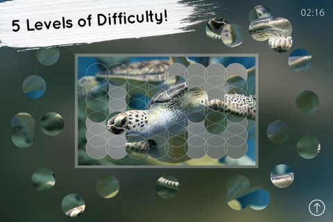 Venn Turtles: Overlapping Jigsaw Puzzles screenshot 2