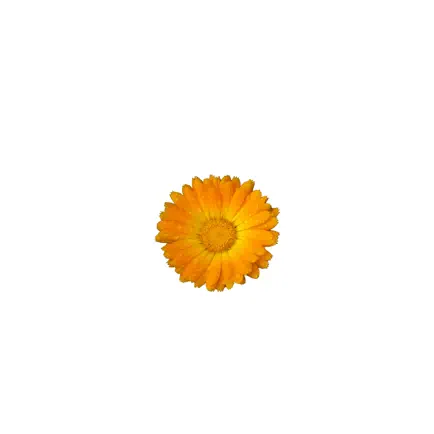 Herbateka Читы