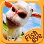 Fish Eye Camera - Selfie Photo Editor with Lens, Color Filter Effects App Positive Reviews