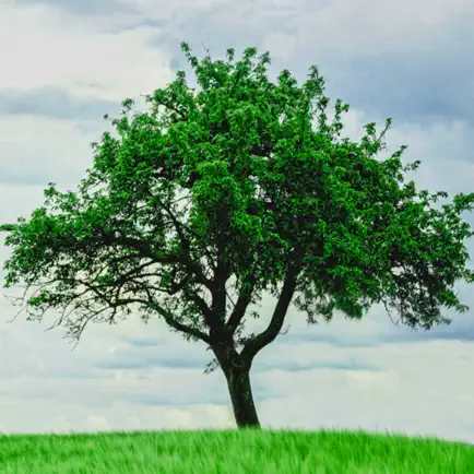 Tree Wallpapers Читы