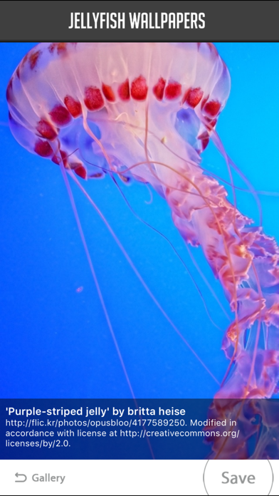 Screenshot #3 pour Jellyfish Wallpapers