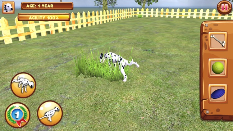 Play with your Dog: Dalmatian