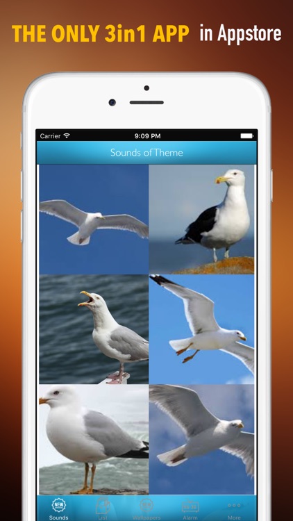 Seagull Sounds and Wallpapers: Theme Ringtones and Alarm