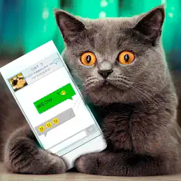 Simulator Virtual Cat Joke app icon