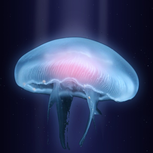 Glow - Underwater Jellyfish Adventure