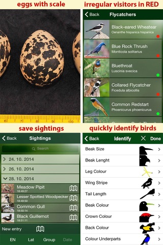 All Birds Netherlands - A Complete Field Guide to the Official List of Bird Species Recorded in the Netherlands screenshot 3
