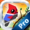 Bird Coin Racing PRO