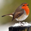 Discover British Birds