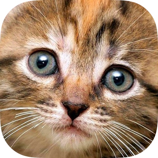 Smart Puzzle Cats & Kittens HD icon