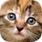 Smart Puzzle Cats & Kittens HD