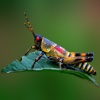Amazing Insects