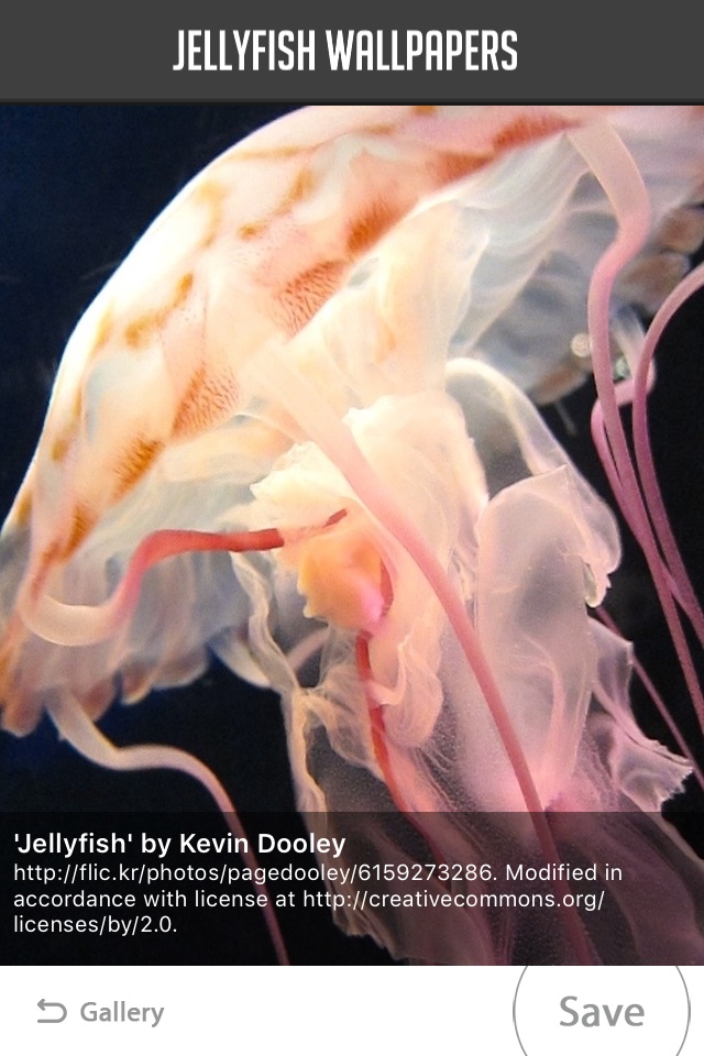 Jellyfish Wallpapers screenshot 2