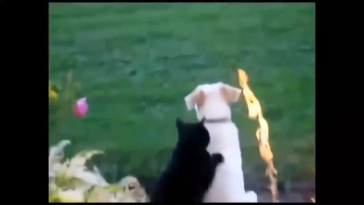 Screenshot #2 pour Infinite Cat Videos — Funny internet clips