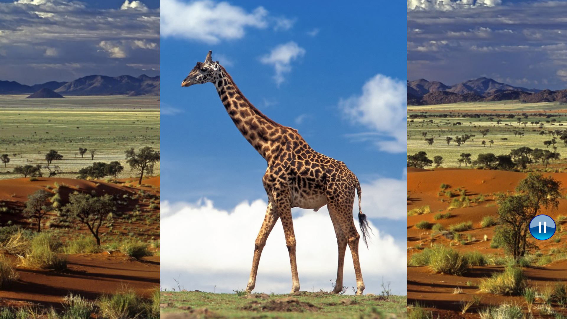 African Animals