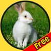 rabbits for small kids - free game