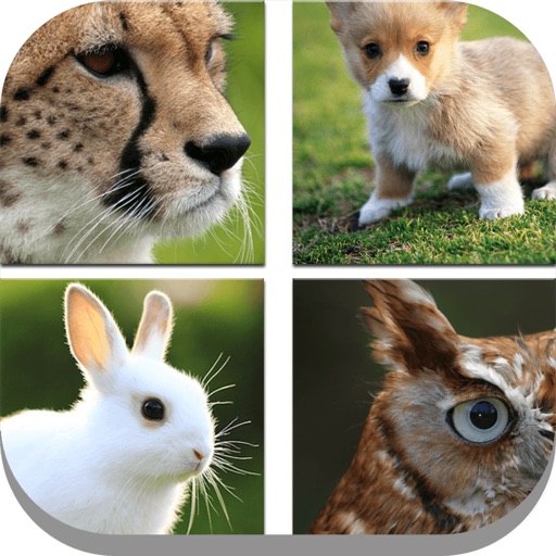 Close Up Animals icon