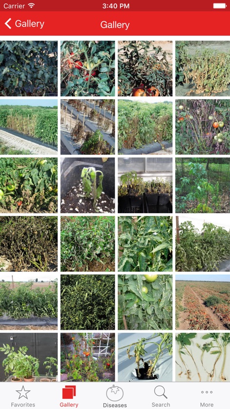 Tomato MD - tomato-md-symptom-gallery