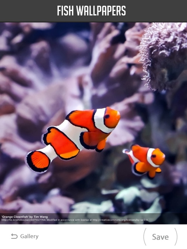 Wallpaper Clownfish, 5k, 4k wallpaper, Gili, Island, Bali, indian, pacific,  underwater, diving, tourism, orange, sealife, sea, ocean, World's best  diving sites, OS #1300