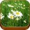 Spring Wallpapers 3D – Beautiful Nature Backgrounds Collection for Custom Home and Lock Screen