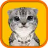 Cat Simulator HD App Positive Reviews