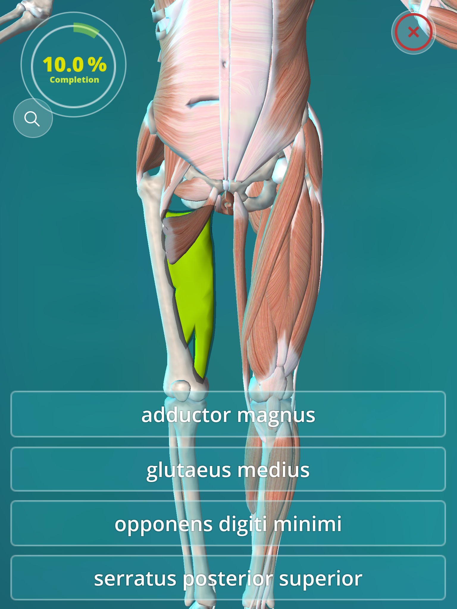 Anatomy Quiz - muscles and bones