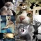 Funny cat action emoticon
