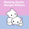 All Raising Exotic Bengal Kittens