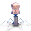 Bacteriophage 3D