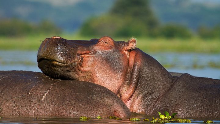 Screenshot #2 pour Wild Animals — See, hear & click the animals. For babies & kids aged 0-3 years.