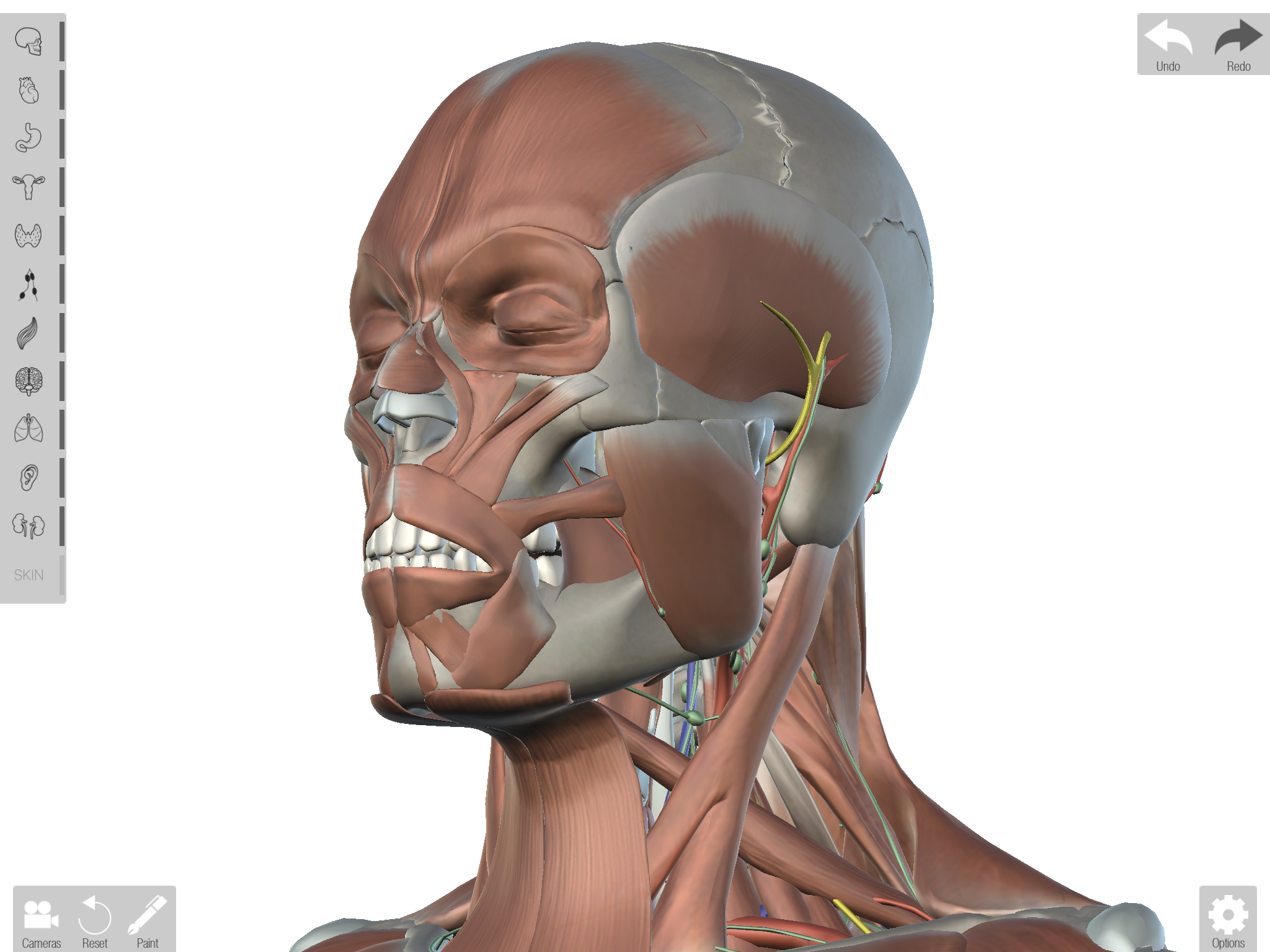 Human Anatomed